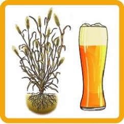 Barley (Hordeum vulgare) beside a pint of beer